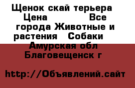 Щенок скай терьера › Цена ­ 20 000 - Все города Животные и растения » Собаки   . Амурская обл.,Благовещенск г.